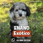 Poodle enano exótico de tamaño pequeño con rostro tierno, pelaje rizado y apariencia compacta, ideal como mascota de compañía.