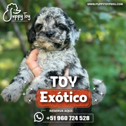 POODLE TOY EXÓTICO O MERLE