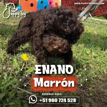 POODLE ENANO MARRON