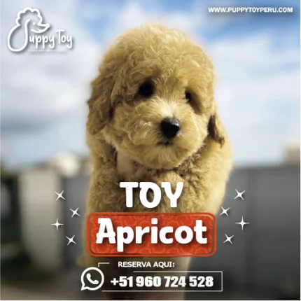 POODLE TOY APRICOT
