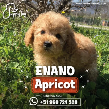 POODLE ENANO APRICOT