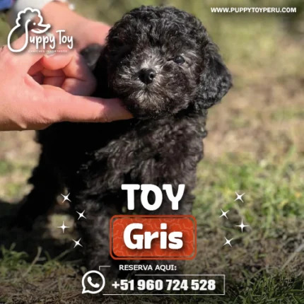 POODLE TOY GRIS
