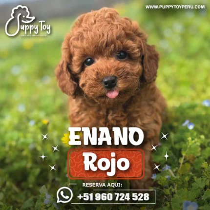 POODLE ENANO ROJO