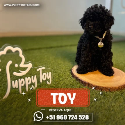 POODLE TOY NEGRO
