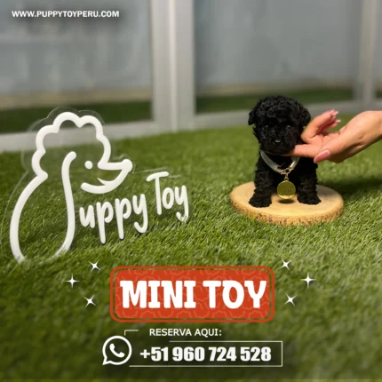 POODLE MINI TOY NEGRO