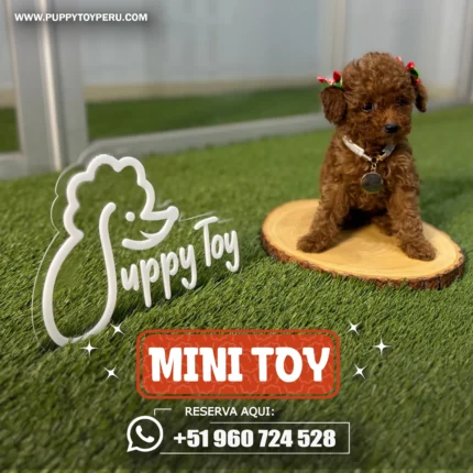 POODLE MINI TOY ROJO